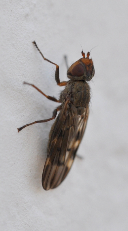 Ulididae: Dorycera sp.